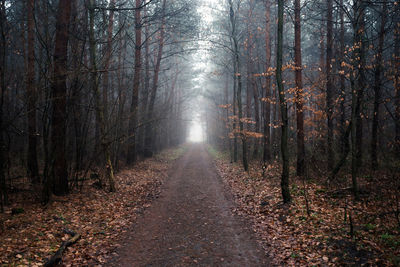 Empty footpath in the forest