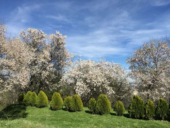 Low angle view of flower trees against sky