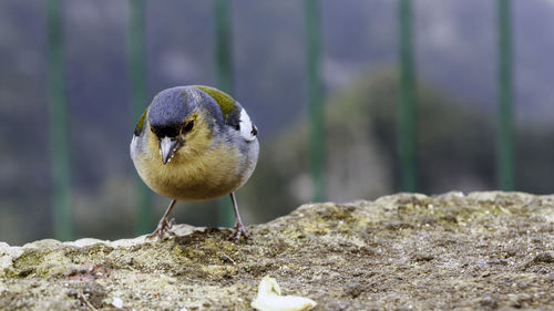 Bird perching on rock