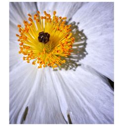 Close-up of bee on sunflower