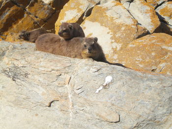 High angle view of lizard on rock