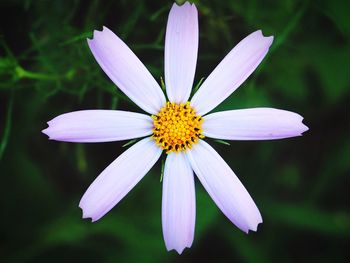 Close-up of white daisy flower