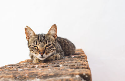 Close-up portrait of a cat