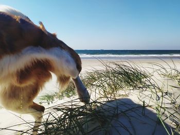View of a dog on beach
