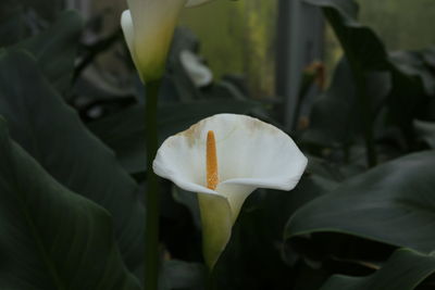 Close-up of white rose flower