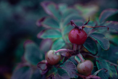 Close-up of red berries growing on plant