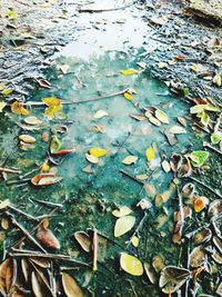 High angle view of leaves floating on lake