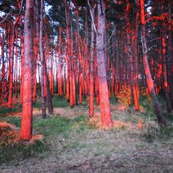 Trees in forest