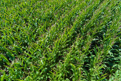 Full frame shot of fresh green field