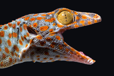 Close-up of a reptile against black background