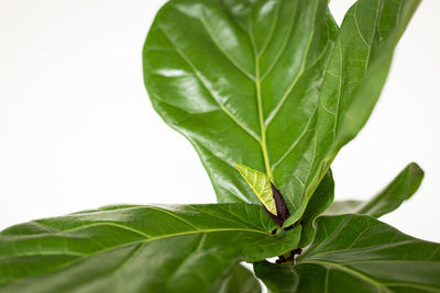 Close-up of leaves against white background