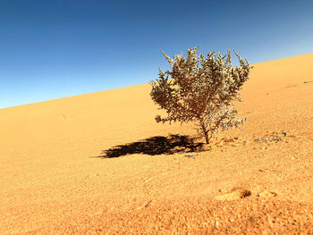 Tree on sand against clear sky