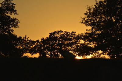 Silhouette trees against sky during sunset