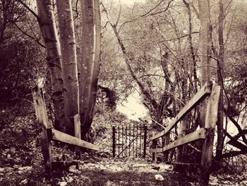 Wooden bench in forest