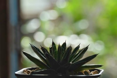 Close-up of plant