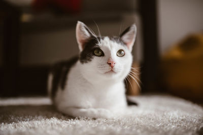 Close-up of cat sitting on rug