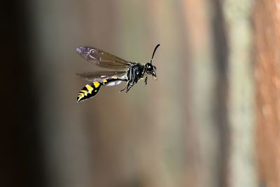 Close-up of insect flying