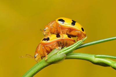 Close-up of ladybug on leaf