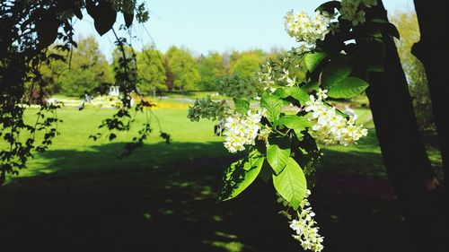 Flowers growing on tree