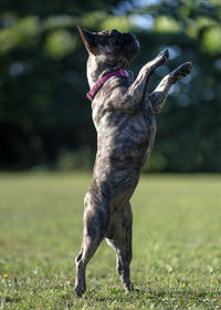 Close-up of a dog on field