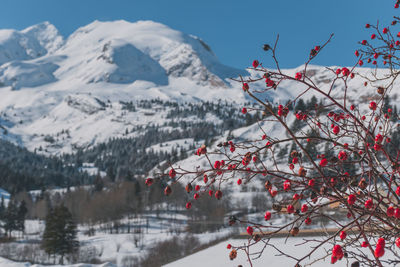 A picturesque landscape of red berries with the snowcapped french alps mountains in the background