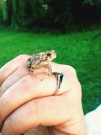 Close-up of frog on grass