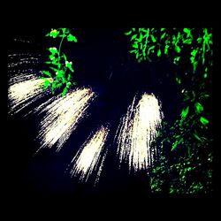 Plants growing in the dark