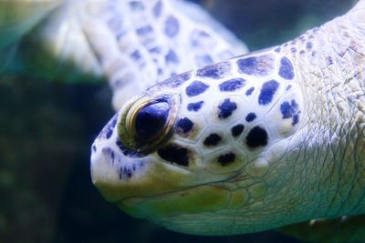 Close-up of turtle