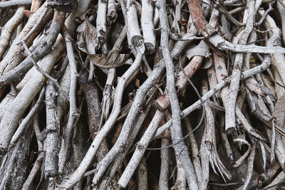Detail shot of tree roots