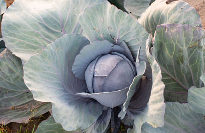 Close-up of fresh white rose in farm