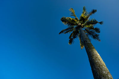 Low angle view of coconut palm tree against blue sky