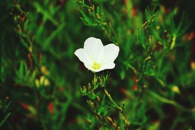 Close-up of white flower blooming outdoors