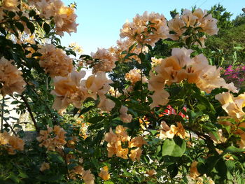 Close-up of yellow flowers blooming in park