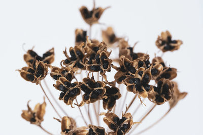 Close-up of dried plant against white background