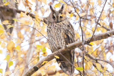 Low angle view of long-eared owl