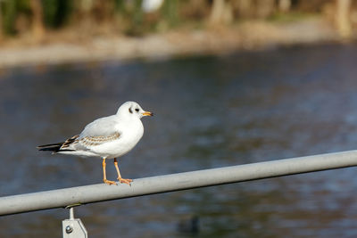 Close-up of seagull perching on water