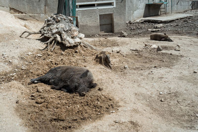 High angle view of horse in mud