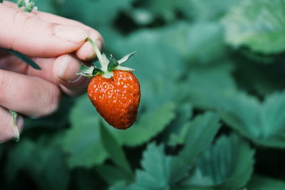 Cropped hand on woman harvesting strawberry at farm