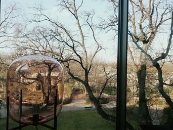 Bare trees against sky