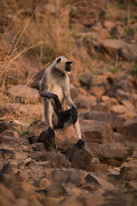 Monkey sitting on rock