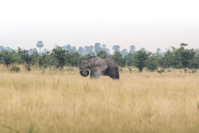 View of elephant in the field