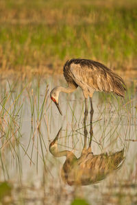 Side view of a bird in water