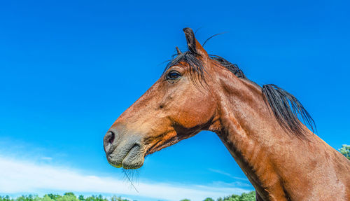 Portrait of the head of a brown horse against a blue sky. wide angle
