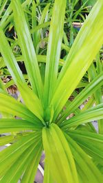 Full frame shot of green plant