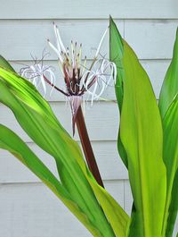 Close-up of plant