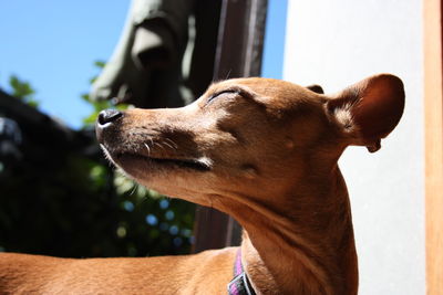 Close-up of a dog looking away