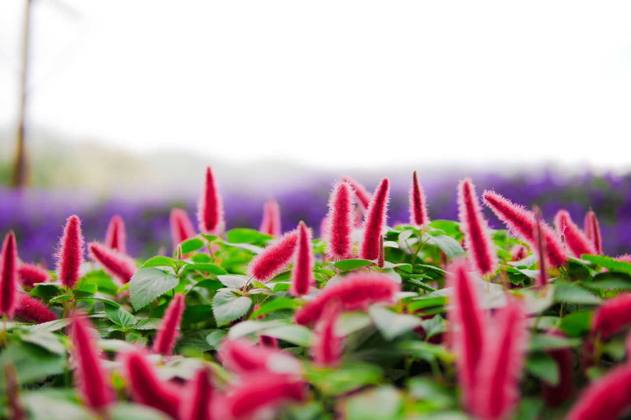 CLOSE-UP OF RED FLOWERING PLANTS AGAINST THE SKY