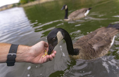 Cropped image of hand feeding swan in lake