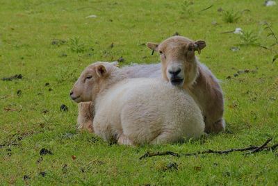 Sheep cuddling up