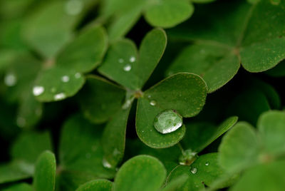 Close-up of raindrops on leaves